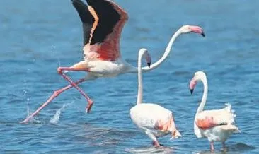 Kuş Cenneti’nde flamingo rekoru