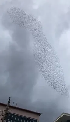 Sığırcık kuşlarından görsel şölen