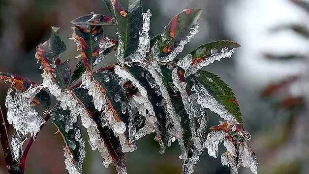 son-dakika-hava-durumu-meteoroloji-13-17-nisan-raporu-o-gune-kadar-sicakliklar-29-dereceye-cikacak-saganak-ici-1776062240221.png (628×355)