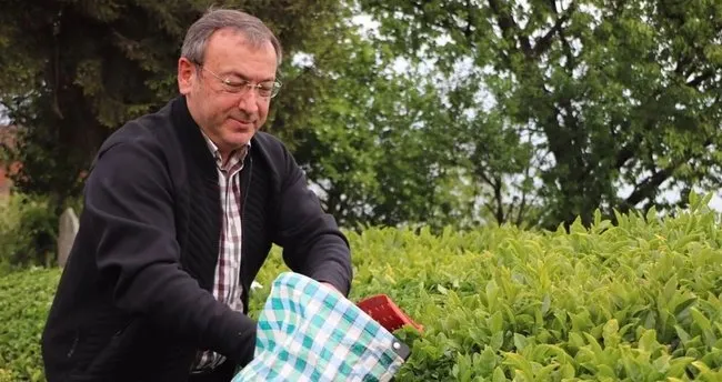 Çaykur öncesi yıl ki rekolteyi geçmeyi hedefliyor