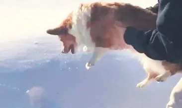 3d Ucan Kopek Oyunu Oyna Oyun Zamani Kopek Oyun Oyunlar
