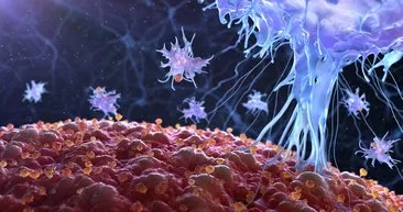 Bilim insanları çareyi denizlerde buldu: Bu canlı kanseri bitirecek...