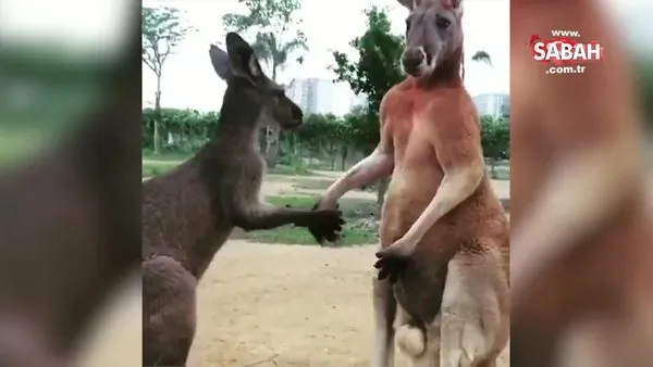 El öptüren kanguru izleyenleri kahkahaya boğdu