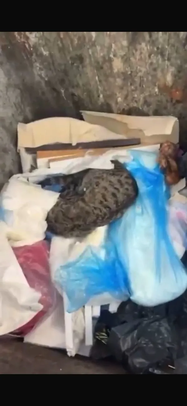 kedi-katliaminda-veteriner-adliyeye-sevk-edildi-1779537273366.jpg