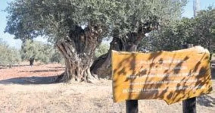 Anıt ağacın zeytini 5 bin liradan satışta