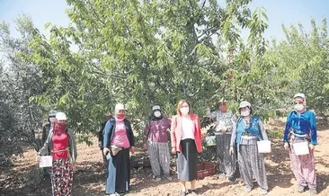 Başkan Şahin kiraz topladı