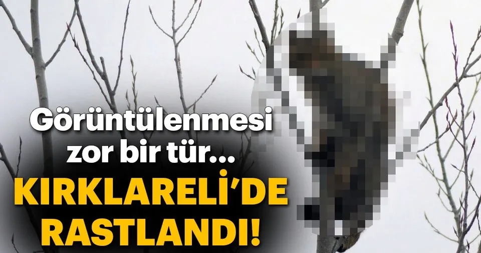 Kirklareli De Yaban Kedisi Goruntulendi En Son Haber