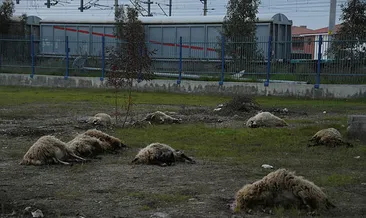 Mersin’de 31 koyun zehirlendi