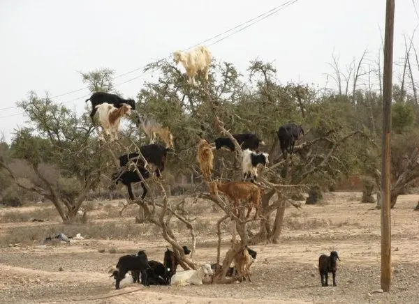 Böyle şeyler sadece Afrika`da olur!