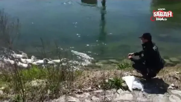 Çark deresinde yüzen ördekleri görevli çevik kuvvet polisi besledi | Video