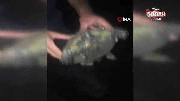 Orman yangınının ortasında kalan kaplumbağaya jandarma eli | Video