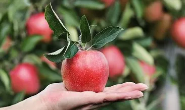Bozulmadan 1 yıl saklanabileceği iddia edilen elma ABD’de satışa çıktı