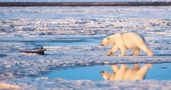 Öksüz kutup ayısına askeri operasyon