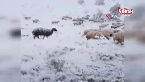 Kar yağışı, küçükbaş hayvanları telef etti | Video