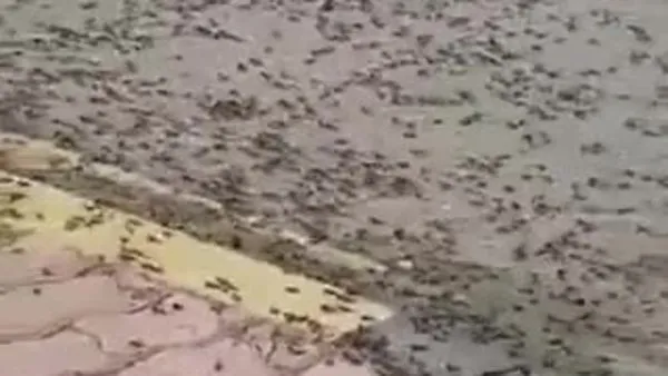 dunya bu olayi konusuyor cekirge istilasinin ardindan karinca istilasi basladi