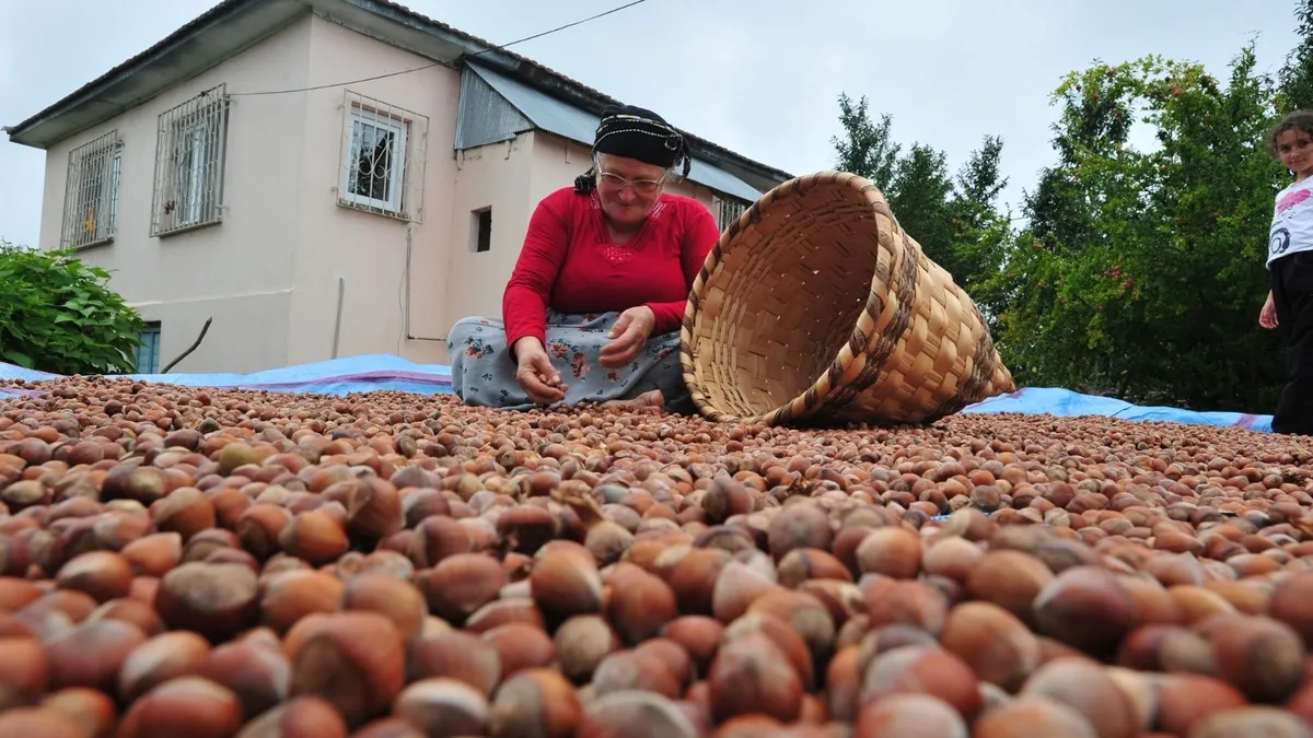 Fındık ihracatında İlk üç ayda 658 milyon dolarlık gelir sağladı Fındık ihracatında İlk üç ayda 658 milyon dolarlık gelir sağladı