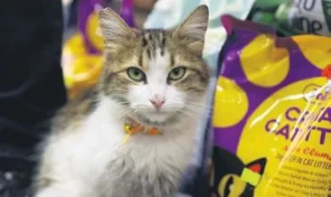 ‘Yedi Bela Hüsnü’ kimseye geçit vermiyor