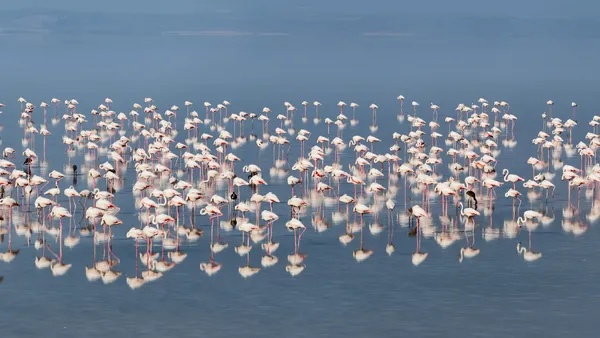 bakan-kurumdan-tuz-golu-paylasimi-son-5-yilin-en-yuksek-yavru-flamingo-sayisina-ulastik-1784468598312.jpg