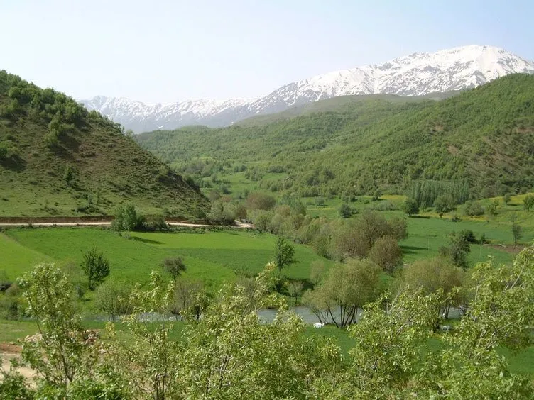 Hangi bölgede hangi bitki yaygın olarak yetişiyor