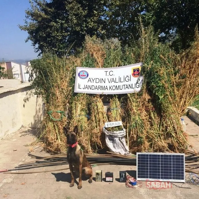 Güneş paneli ve sulama sistemli kenevir tarlası