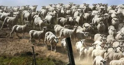 ZEKA TESTİ: Koyunların arasına saklanmış köpeği 5 saniyede fark edebilir misin? 100 bin kişiden sadece 5000’i bulabildi!
