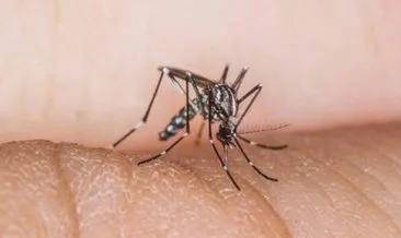 DSÖ hastalıklarla mücadele için sivrisinekleri kısırlaştıracak