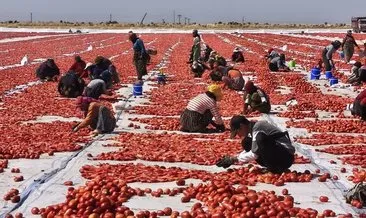 İtalyan pizzaları için 50 derecede alın teri döküyorlar... kurutulan domatesler Avrupa’ya gönderiliyor #diyarbakir