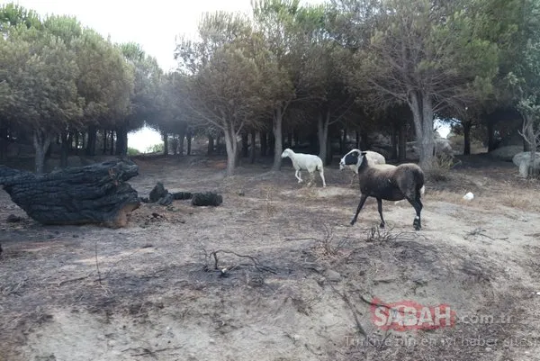 Marmara Adası'ndaki yangının boyutu gün ağarınca ortaya çıktı