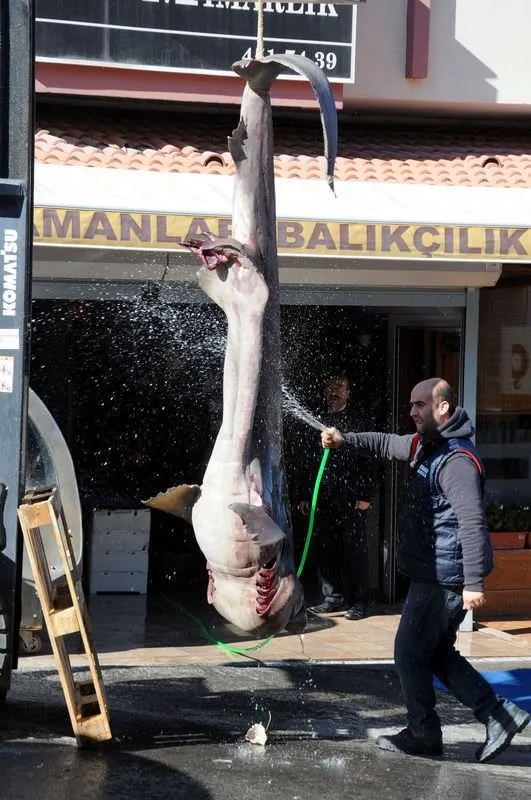 Altı yarıklı canavar köpekbalığı yakalandı Son Dakika Haberler