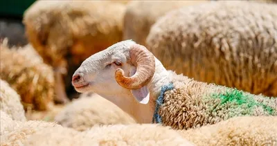 Kurban kesimi ne zaman biter? Diyanet yanıtladı! Bayramın 2. ve 3. günü kurban kesilir mi?