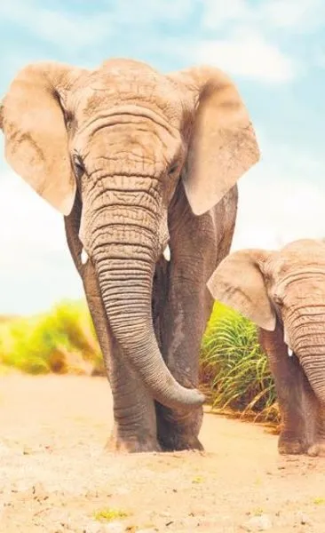 Filler, cinsiyete göre selam veriyor