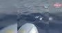 Denize bırakılan yaralı balon balığına, diğer balon balıkları saldırdı | Video