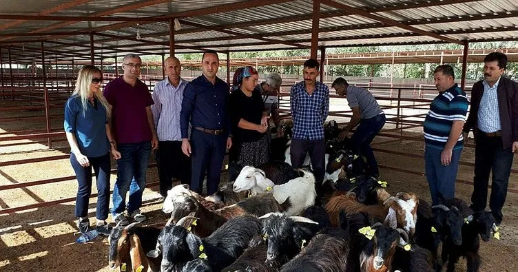 Düziçi’nde 2 genç çiftçiye 74 keçi verildi