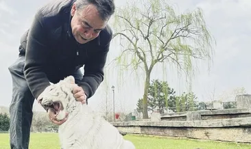 Çiftlikten Albino Bengal kaplanı çıktı