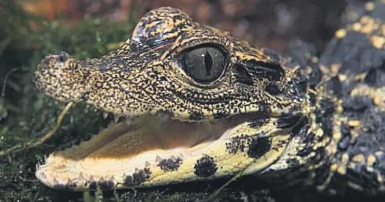 Bu timsah ‘möö’ diyor