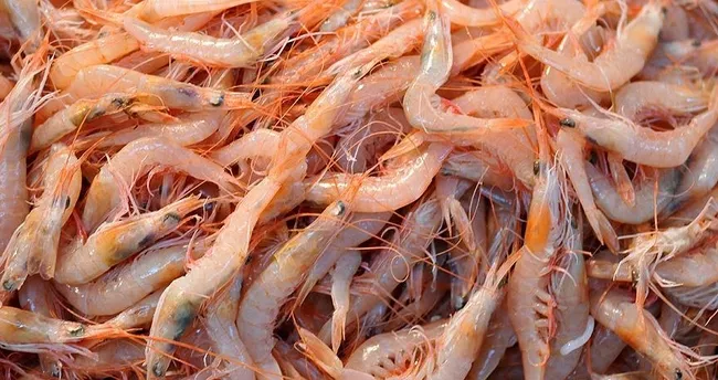 Marmara’da karides avı ve satışı yasaklandı