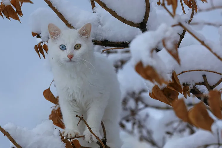 Meteoroloji'den son dakika şiddetli yağış ve hava durumu uyarısı! İstanbul'da kar yağışı başlıyor!