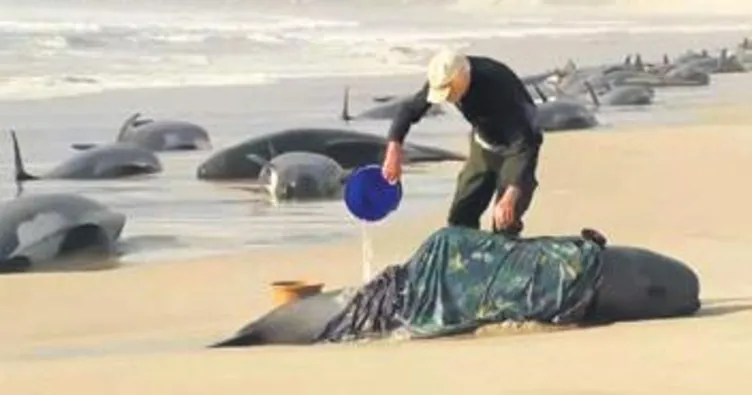 Tazmanya’da 230 balina karaya vurdu