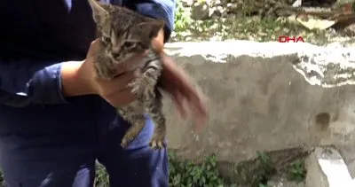 İstanbul Avcılar’da su kuyusuna düşen yavru kedi kurtarıldı