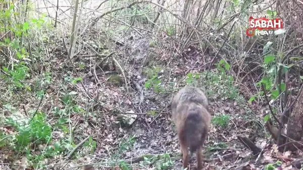 Kastamonu'da yaban hayvanları kamerada | Video