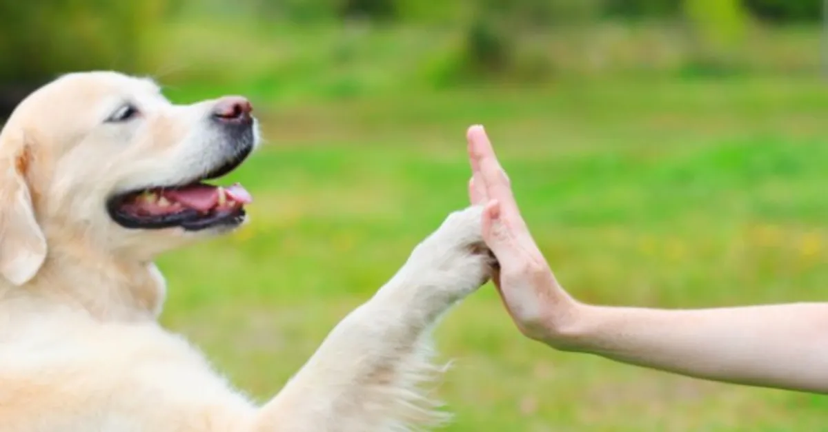 Rüyada Köpek Saldırması Ne Anlama Gelir