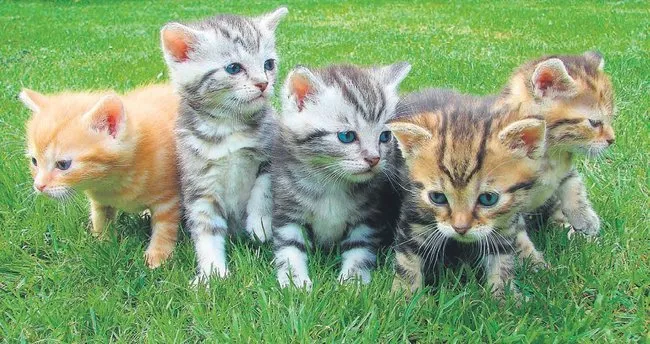 kedi alerjisine son son dakika haberler