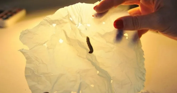 Solucanlar plastik yiyor!