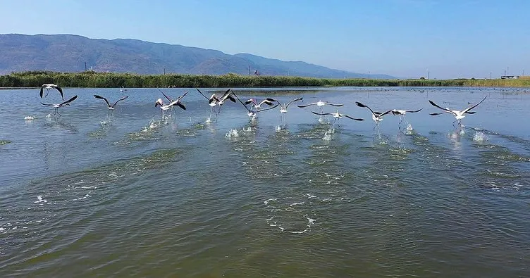 Fener Gölü’nde flamingo güzelliği