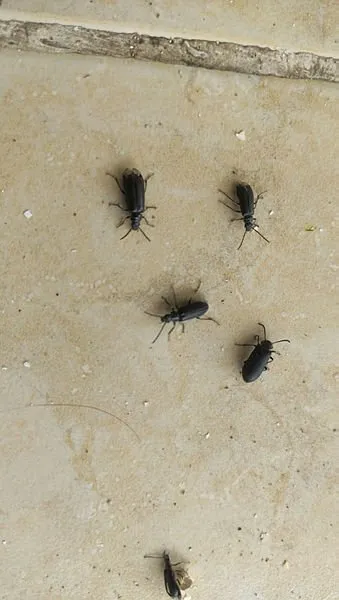 Evin balkonunda görülen kara böceklere inceleme