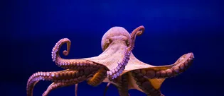 Harry Potter’ın görünmezlik pelerini gerçek mi oluyor? Bilim dünyasını sarsan buluş!