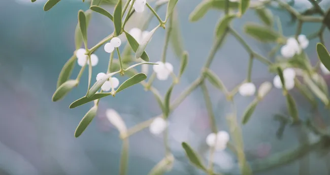 Ökse Otu Faydaları Nelerdir, Ne İşe Yarar?