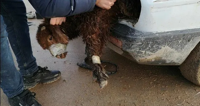 Otomobil Farinda Kuzu Kacakciligi Son Dakika Haberler