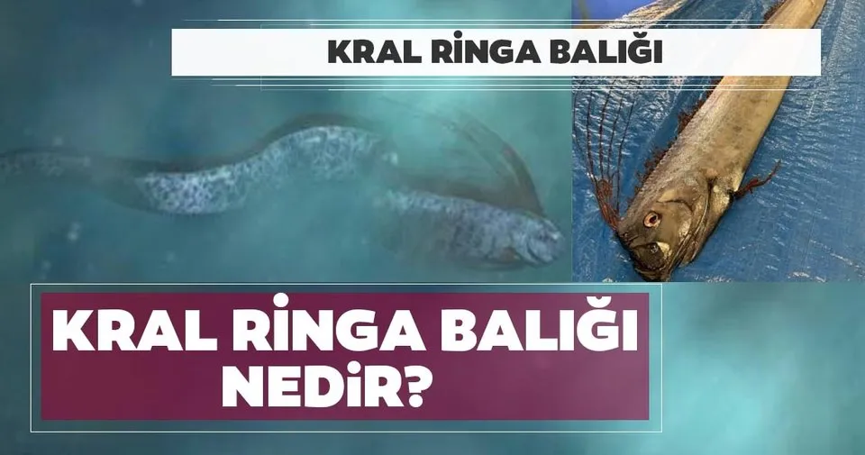 kral ringa baligi nedir japon mitolojisinde gecen kral ringa baligi kac metre boyundadir sayfa 4 son dakika haberler