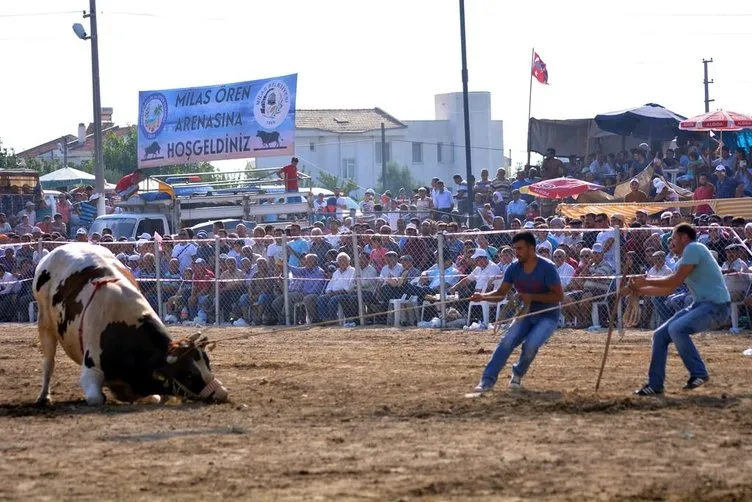 Muğla’da boğa güreşleri festivali